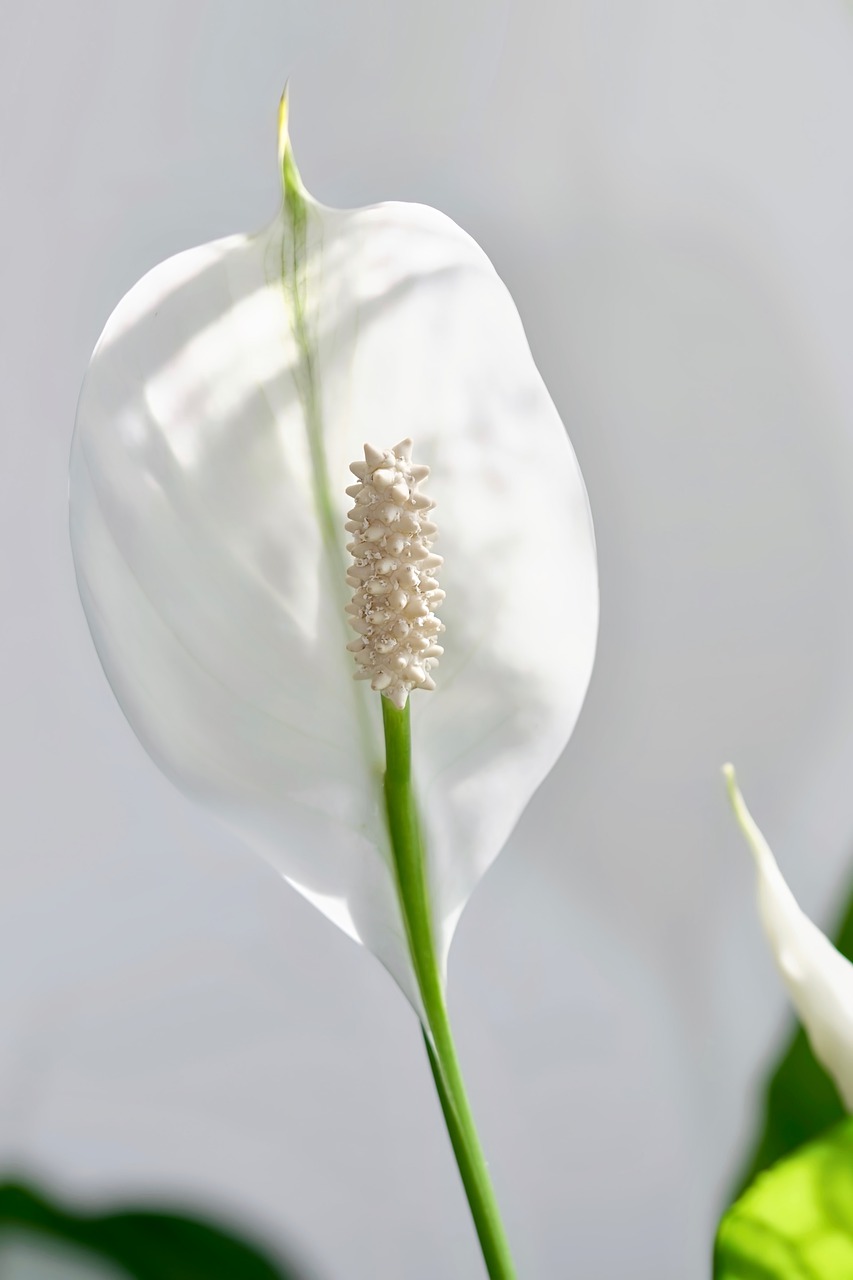 نبات الاشرعة البيضاء